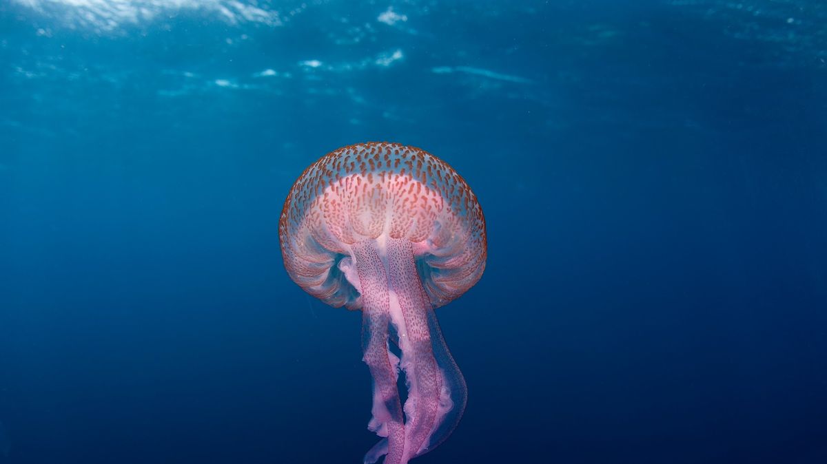 U chorvatských břehů není bezpečno, moře obsadily medúzy